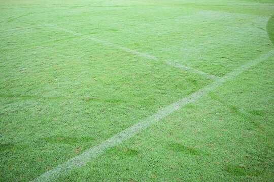 green grass background, exterior design