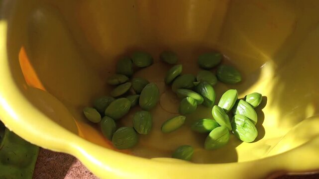 Close up of peeled green bitter beans petai in yellow bowl. Fresh petai seeds with pods beside. Traditional Asian cooking ingredient, home kitchen.