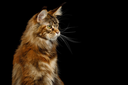 Orange tabby Maine Coon cat looking sideways in profile with empty copy space on black background