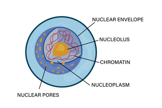 detailed cell nucleus structure diagram with labels vector illustration