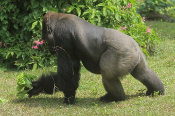 A side view of a silverback gorilla picking up vegetables from the grass © Pitokung