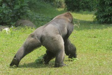 A rear view of a silverback gorilla picking up vegetables from the grass © Pitokung