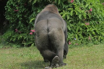 A rear view of a silverback gorilla picking up fruit from the grass © Pitokung