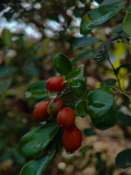Macro shot of ripe red lime berries with fresh water droplets hanging from the fruit on a tree branch.
