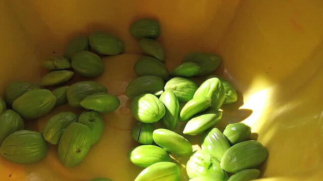 Macro close up of fresh green petai bitter beans in yellow bowl. Sunlit stink beans with shiny texture. Indonesian cooking ingredient background.