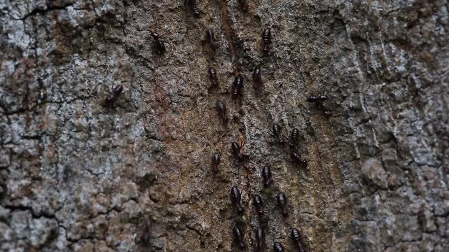 Ants are animals in the family Formicidae, in the order Hymenoptera, with more than 12,000 species, found mostly in tropical areas of the world.