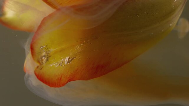 Vertical video. Botany paint. Ink wave. Defocused yellow red color smoke texture tulip nature dew flower fluid floating on abstract art background.