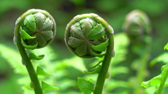Young fern fiddleheads unrolling in spring forest