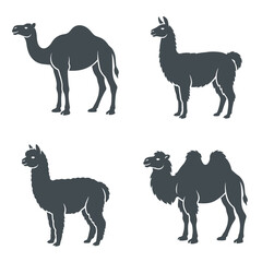 Silhouette of camel and llama animals. © Muna