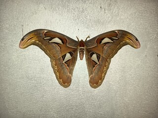 Giant Atlas moth (Attacus atlas) resting on a textured wall background, featuring detailed wing patterns and large wingspan. © Ajaran Alo