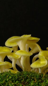 Time-lapse of a cluster of white mushrooms sprouting rapidly in a dark environment.