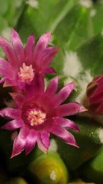 Cactus flower opening time-lapse, isolated on clean background.
