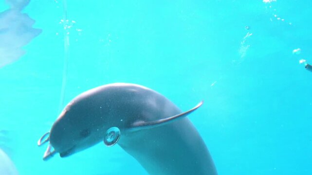 East Asian finless porpoise creating bubble rings underwater. 4K  Sunameri