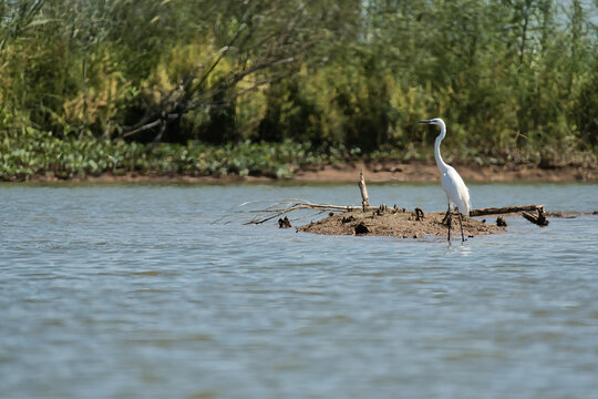 A graceful Ardea alba Great Egret standing quietly along the edge of a serene lake,