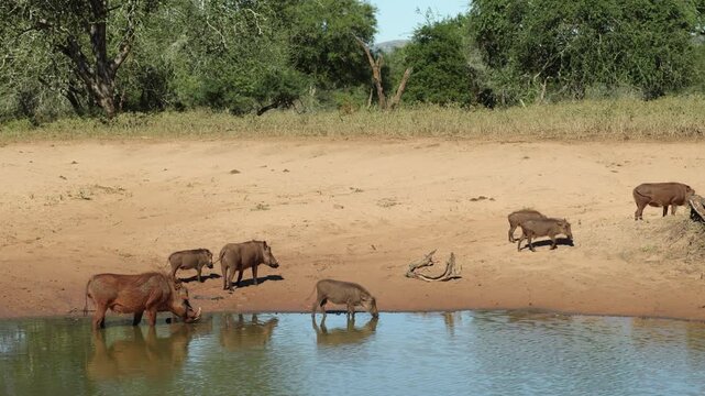 A group of warthogs including piglets drinking at the waterhole while one female and her two piglets walking away in the sand, Mkhuze Game Reserve, South Africa.