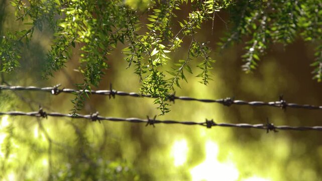 Barbed Wire Fence with Eucalyptus Leaves in Australian Outback