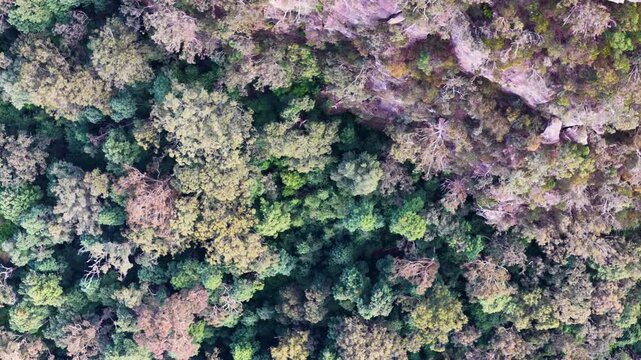 Aerial View of Dense Forest Canopy and Cliffs in Blue Mountains