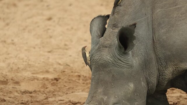 A close-up of a white rhinoceros' head with red-billed oxpeckers perched on its ears, showcasing the remarkable symbiotic relationship between these two African species, Mkhuze Game Reserve.