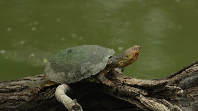 A freshwater terrapin sun basking on a log in the water while yawning, Mkhuze Game Reserve, South Africa.