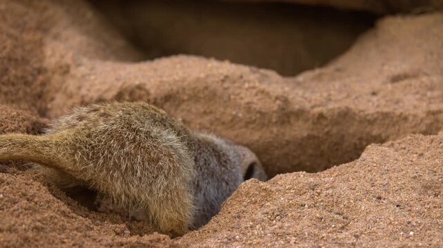 Meerkat Digging a Burrow in Sandy Soil