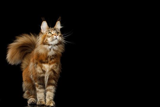 Orange tabby Maine Coon cat standing with fluffy tail raised while looking up with empty copy space on black background