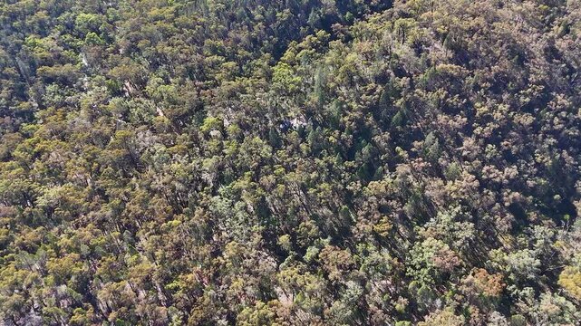 Aerial View of Dense Eucalyptus Forest in Warrumbungle National Park