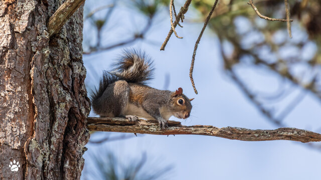Red Fox Squirrel on branch