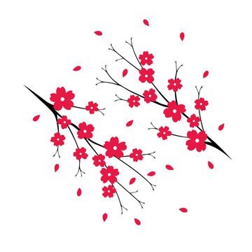 red cherry blossom