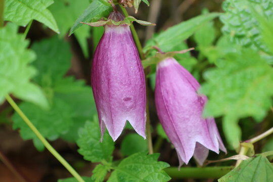 Bellflowers blooming in the highlands