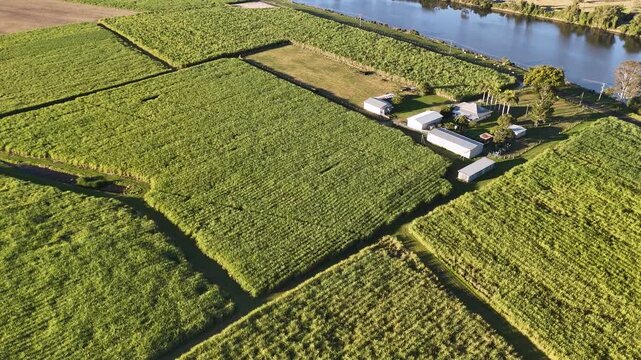 Aerial View of Sugarcane Farm and Clarence River in Australia