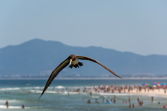 Brown booby flying over busy beaches while hunting, demonstrating agility and adaptation to the urban coastal environment.