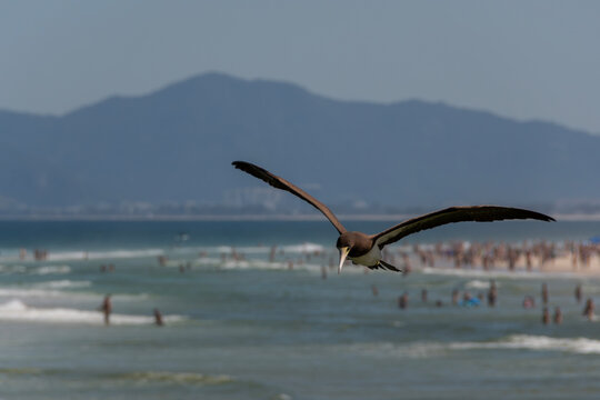 Brown booby flying over busy beaches while hunting, demonstrating agility and adaptation to the urban coastal environment.