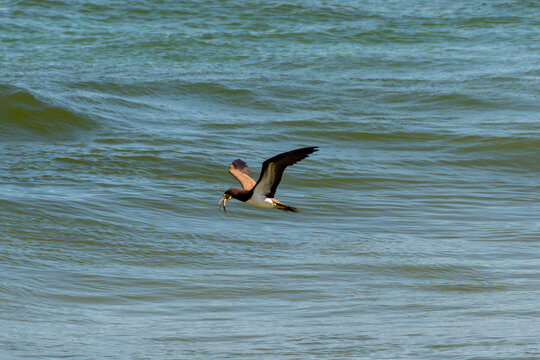 Brown booby flying over busy beaches while hunting, demonstrating agility and adaptation to the urban coastal environment.