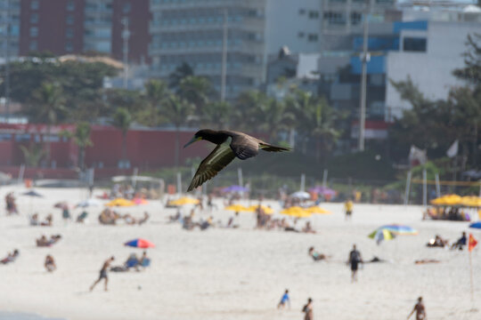 Brown booby flying over busy beaches while hunting, demonstrating agility and adaptation to the urban coastal environment.