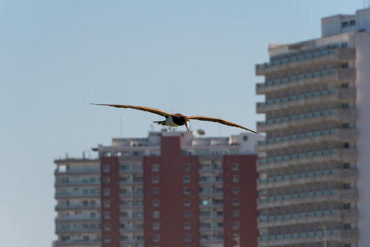 Brown booby flying over busy beaches while hunting, demonstrating agility and adaptation to the urban coastal environment.