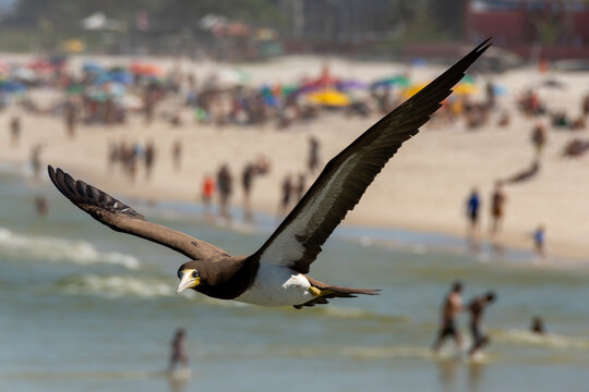 Brown booby flying over busy beaches while hunting, demonstrating agility and adaptation to the urban coastal environment.