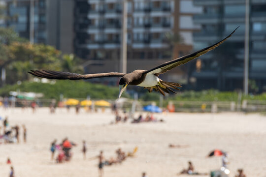 Brown booby flying over busy beaches while hunting, demonstrating agility and adaptation to the urban coastal environment.