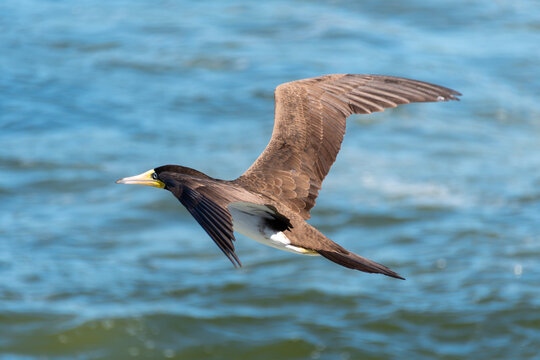 Brown booby flying over busy beaches while hunting, demonstrating agility and adaptation to the urban coastal environment.