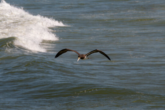 Brown booby flying over busy beaches while hunting, demonstrating agility and adaptation to the urban coastal environment.