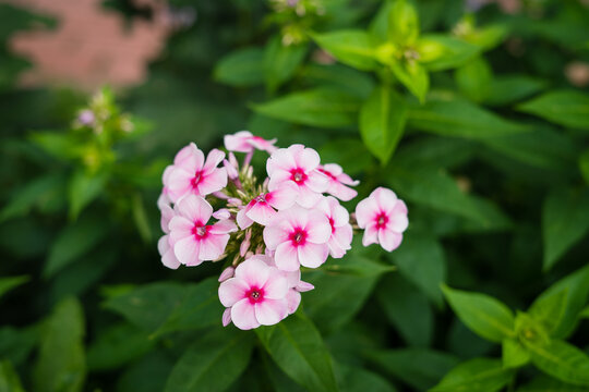 Pink phlox flowers blooming against lush green foliage in summer  