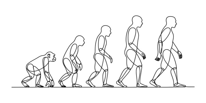 Continuous line drawing of human evolution showing the progress from monkey to modern man walking forward in a simple black and white artistic style design Vector, illustration