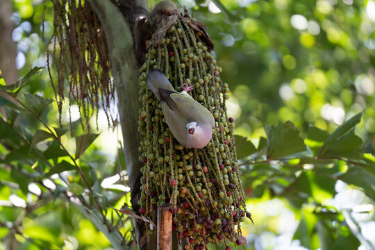 Pink-headed parrotlet perches on fruiting palm branch. Green fruit hangs in dense clusters along trunk. Leaves surround bird in bright, natural light. Bird looks down at cluster, seemingly feeding