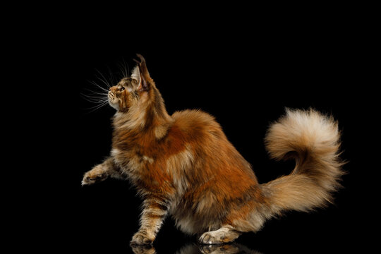 Orange tabby Maine Coon cat standing with one paw raised and fluffy tail up while looking up isolated on black background