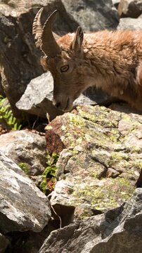 Alpine Ibex Walking Across Steep Rocky Terrain in the Italian Alps