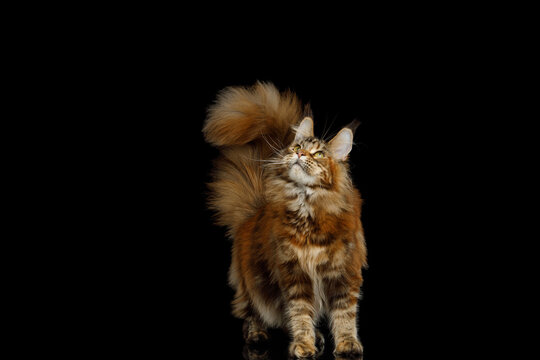 Orange tabby Maine Coon cat standing with fluffy tail raised while looking up isolated on black background