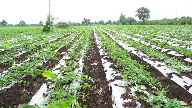 Watermelon and banana crop in row at agriculture field 