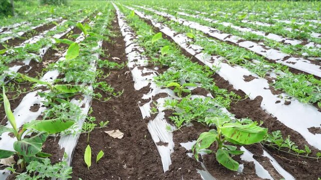 Watermelon and banana crop in row at agriculture field 