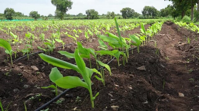 Fresh green turmeric crop in row at agriculture field 