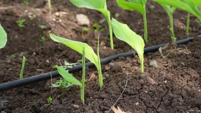 Fresh green turmeric crop in row at agriculture field 