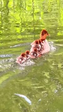 A mother merganser duck swimming with her ducklings on her back